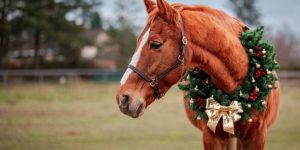 Christmas horse with wreath around his neck