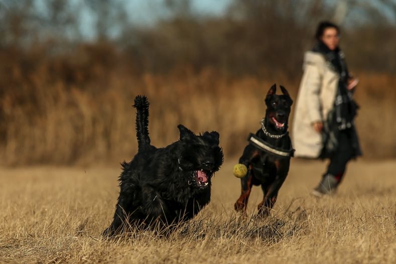 Dogs playing in field